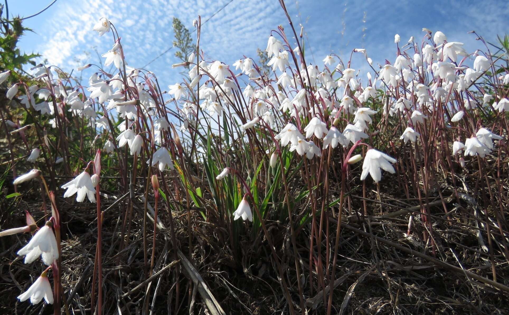 Слика од Acis autumnalis (L.) Sweet