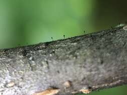 Image of phaeocalicium lichen