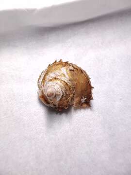 Image of two-keel hairysnail