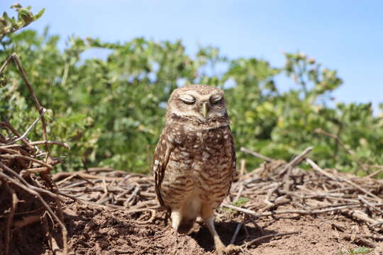 Image of Athene cunicularia rostrata (Townsend & CH 1890)