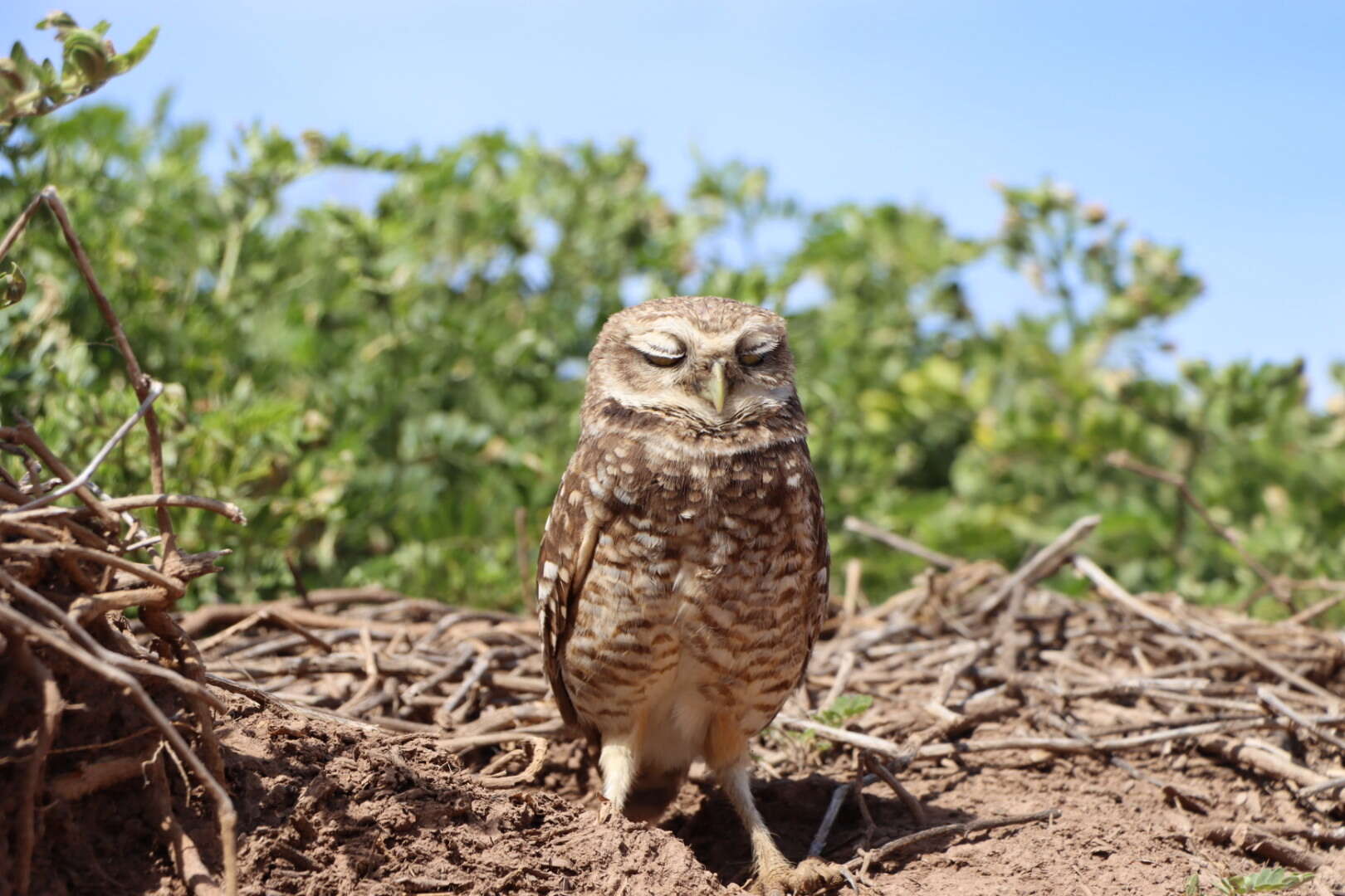 Image of Athene cunicularia rostrata (Townsend & CH 1890)