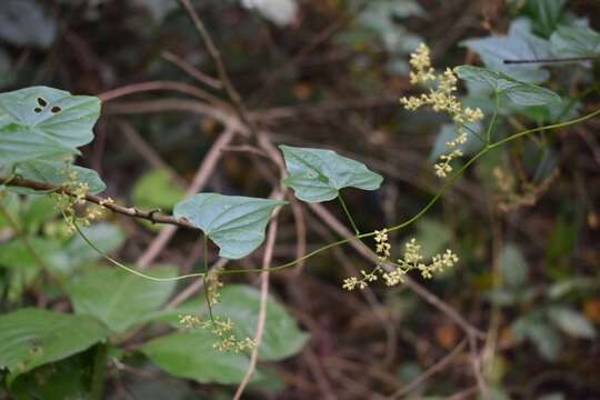 Image of Dioscorea sinuata Vell.