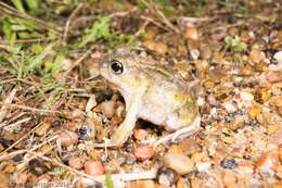 Image of Hurter’s Spadefoot