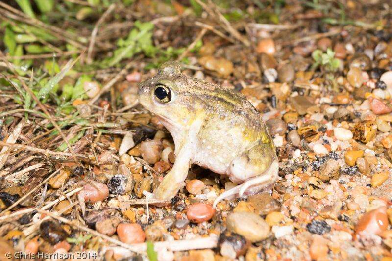 Imagem de Scaphiopus hurterii Strecker 1910