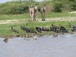 Image of Red-billed Teal