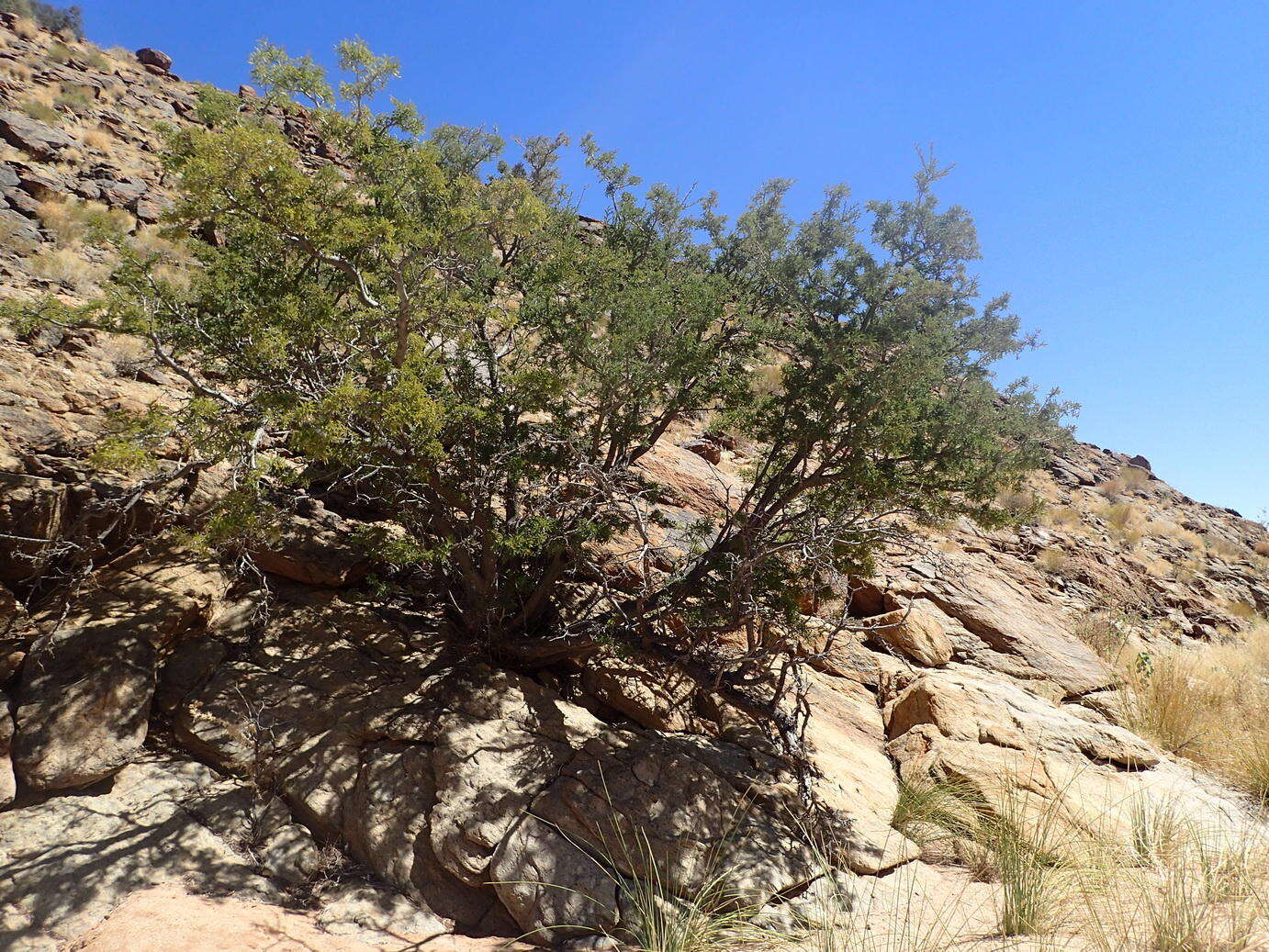 Image of <i>Schotia afra</i> var. <i>angustifolia</i> (E. Mey.) Harv.