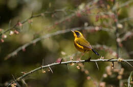 Image of Golden Bush Robin