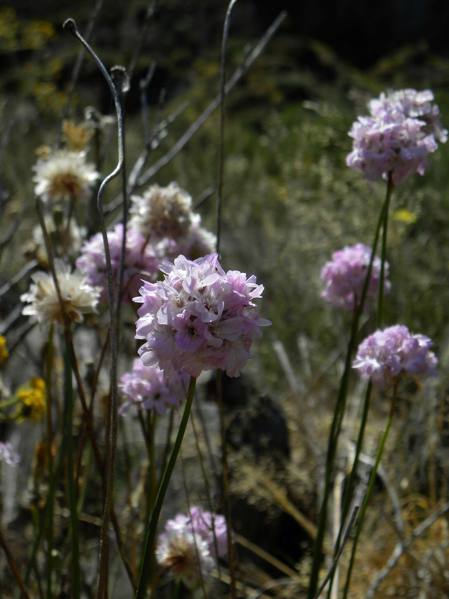 Image of Armeria maderensis Lowe