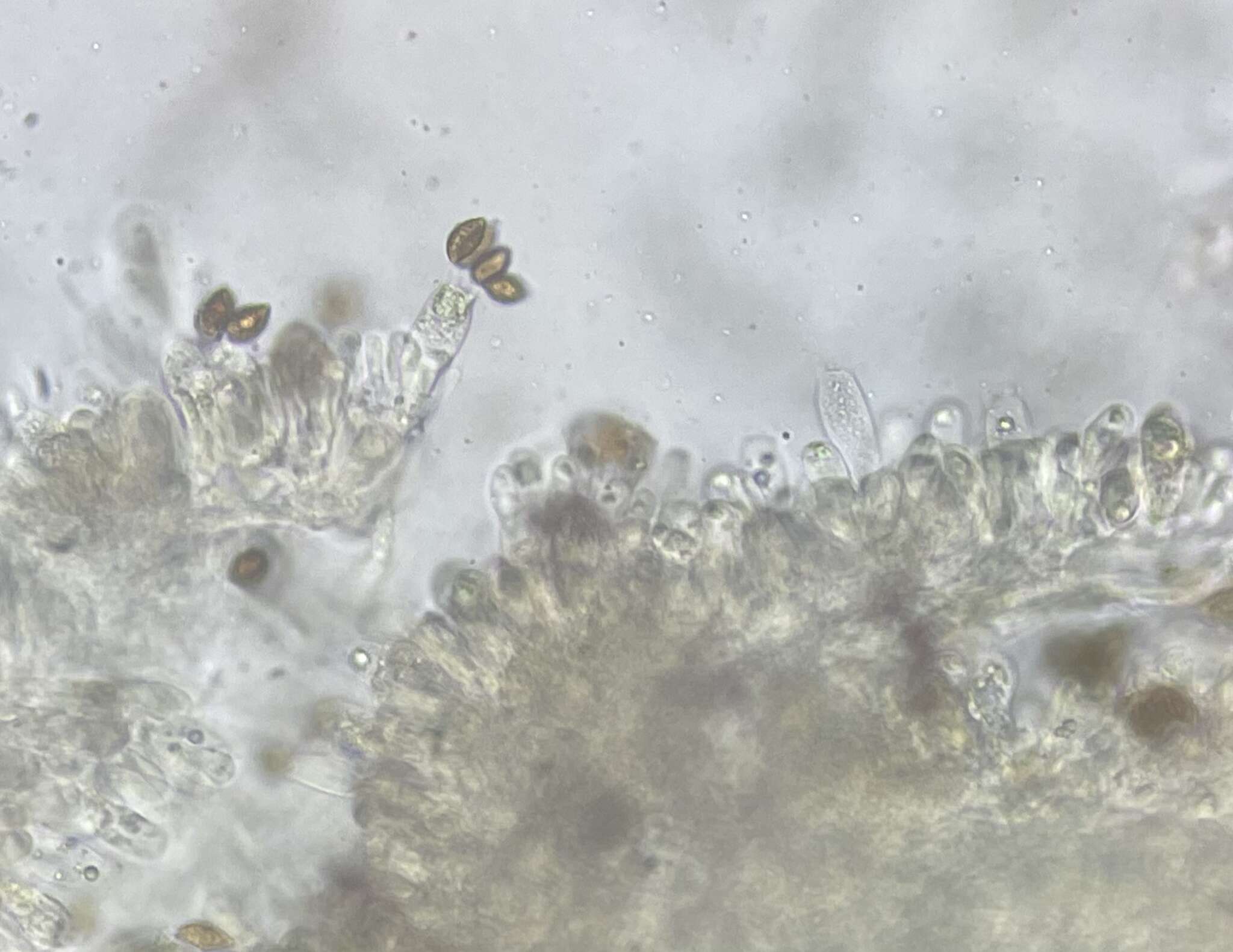 Image of Calonarius olearioides (Rob. Henry) Niskanen & Liimat.