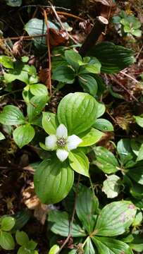 Image of western cordilleran bunchberry