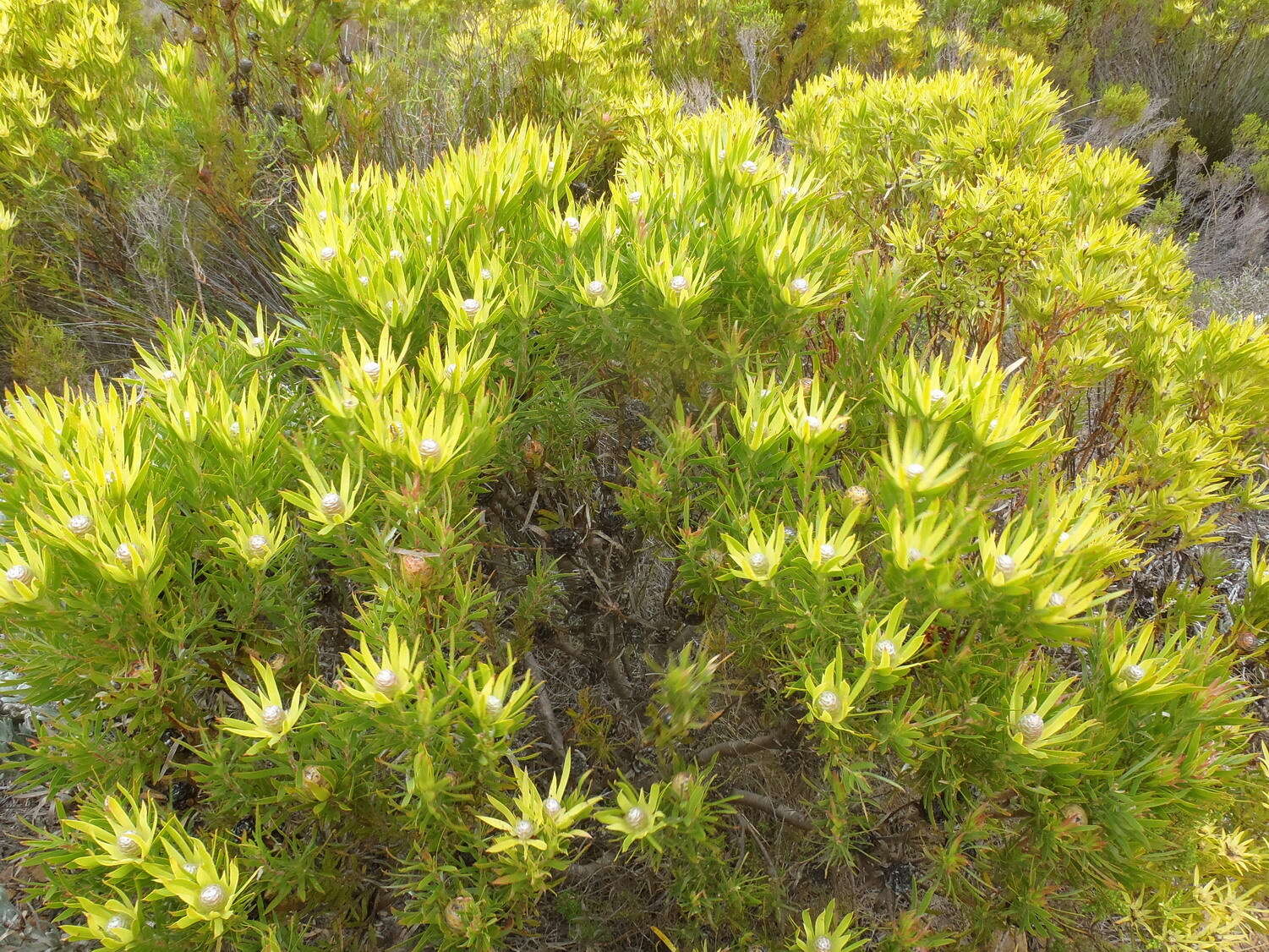 Plancia ëd Leucadendron xanthoconus (Kuntze) K. Schum.