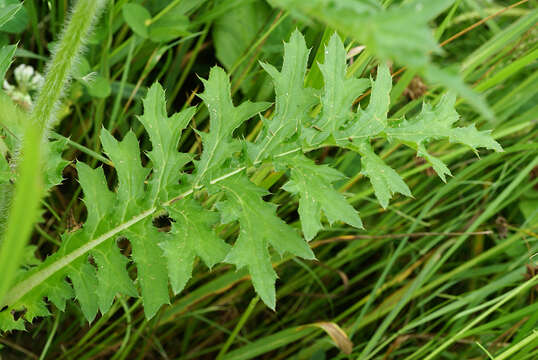 Слика од Cirsium maackii Maxim.