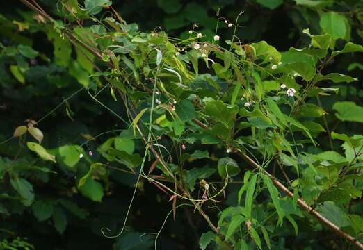 Image of Rosy Milkweed Vine