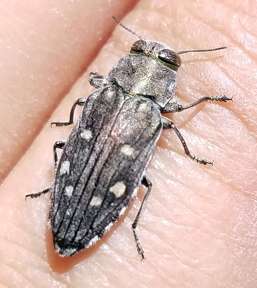 Image of Jewel beetle