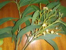 Image of Acacia falciformis DC.