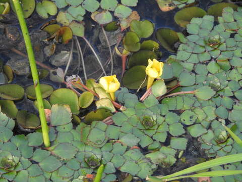 Image of Ludwigia sedoides (Humb. & Bonpl.) Hara