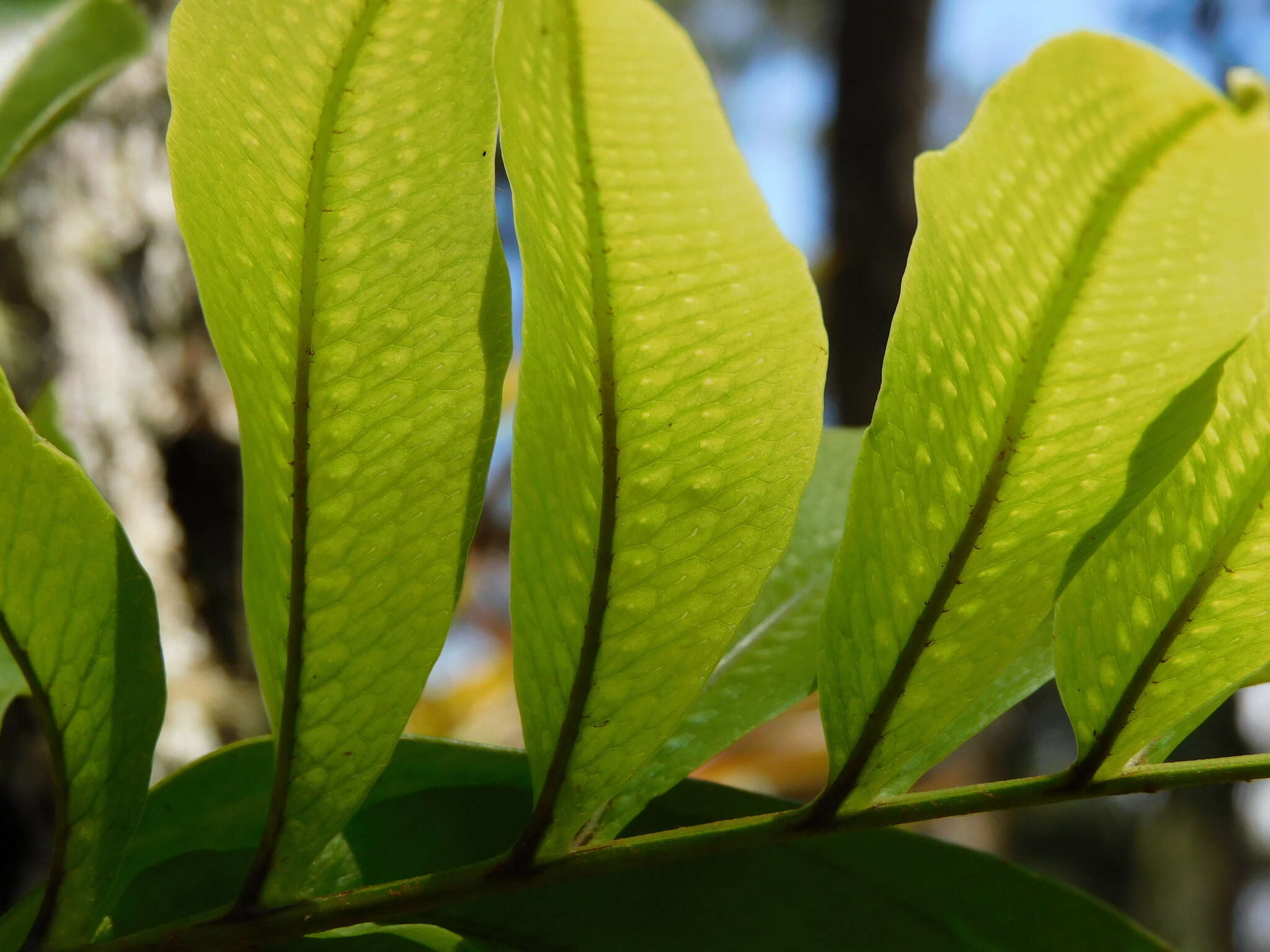 Image of anglevein fern