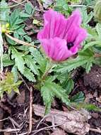 Image of Malope malacoides L.