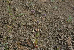 Image of Erigeron eriocalyx (Ledeb.) Vierhapper