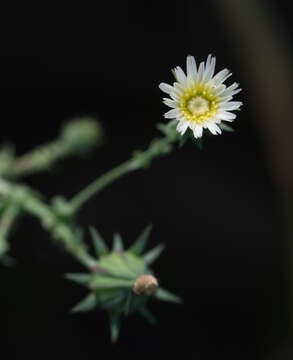 Image of California plumeseed