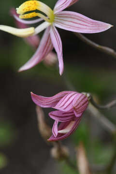 Image of Cyanella lutea subsp. rosea (Eckl. ex Baker) J. C. Manning & Goldblatt