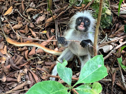 Plancia ëd Piliocolobus kirkii (Gray 1868)