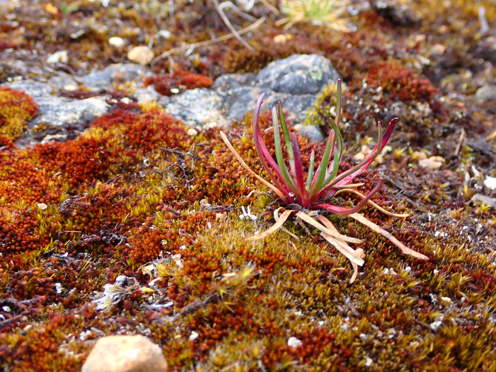 Imagem de Lysipomia multiflora McVaugh