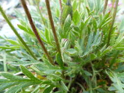 Image of Lapland poppy