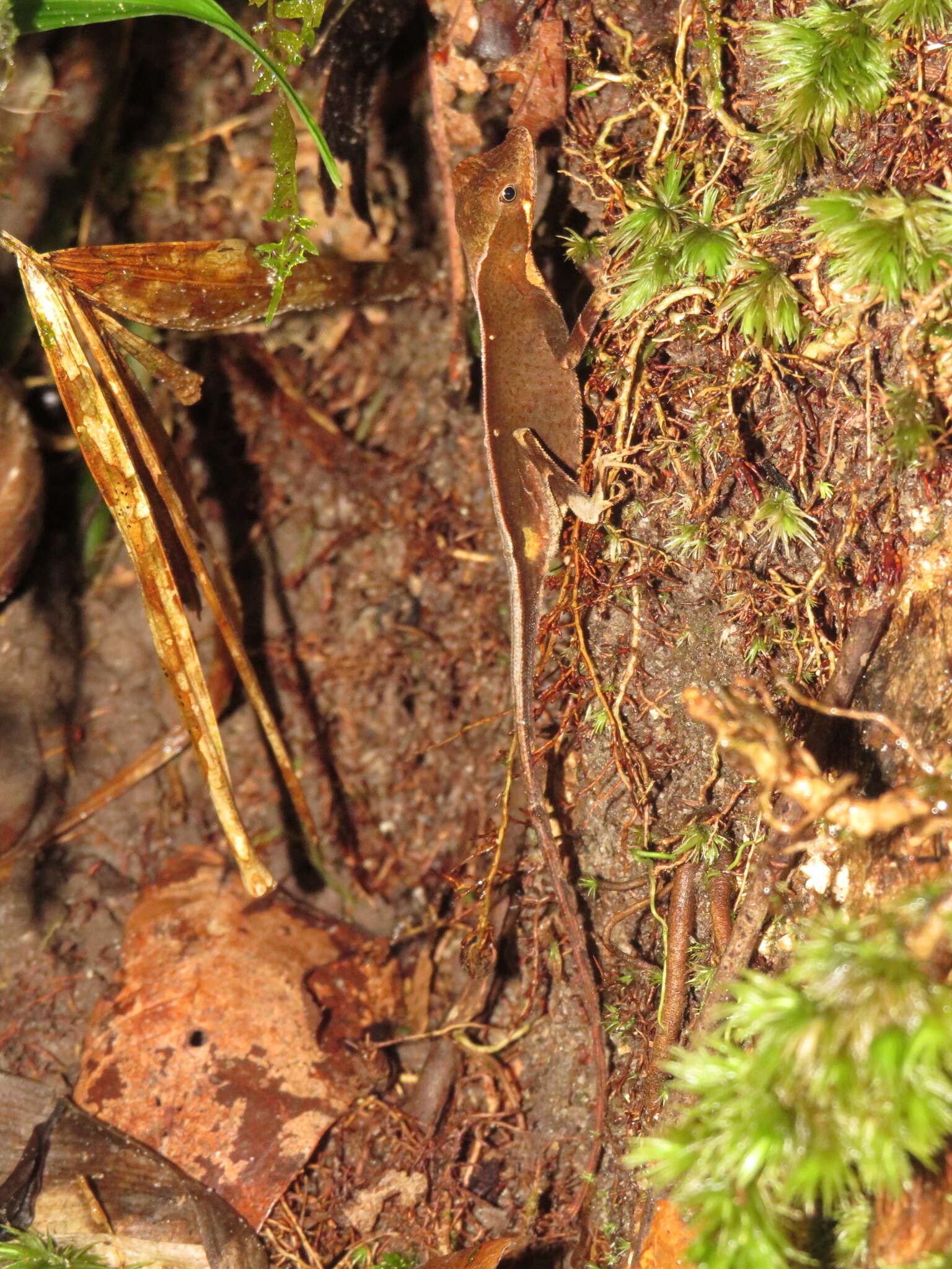 Image of Anolis chrysolepis Duméril & Bibron 1837