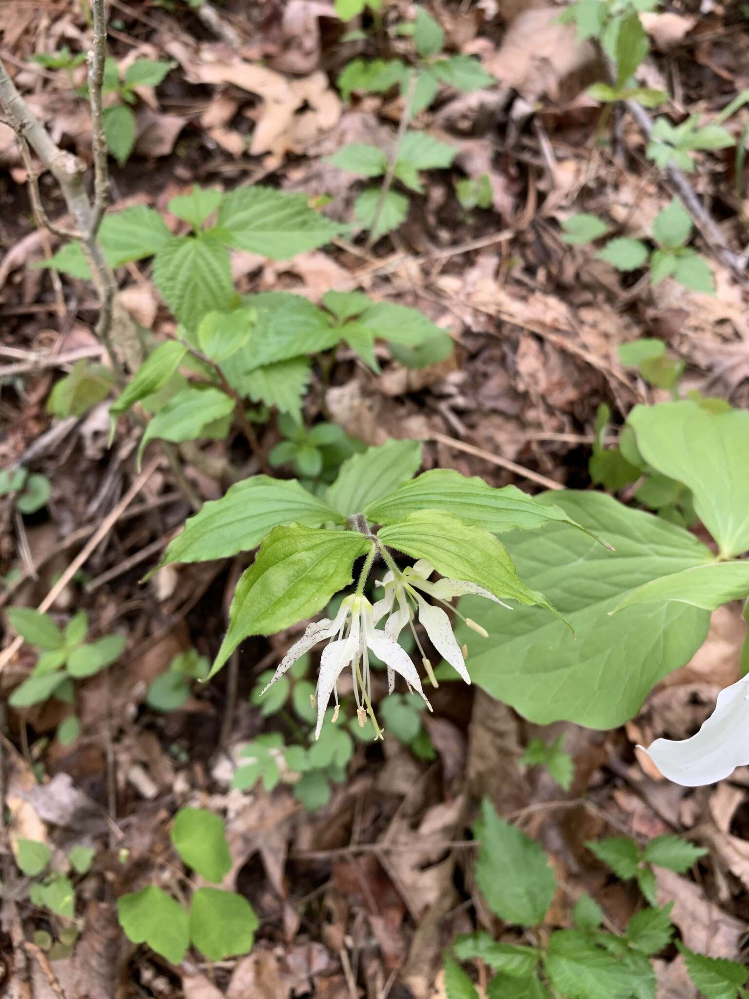 Prosartes maculata (Buckley) A. Gray的圖片