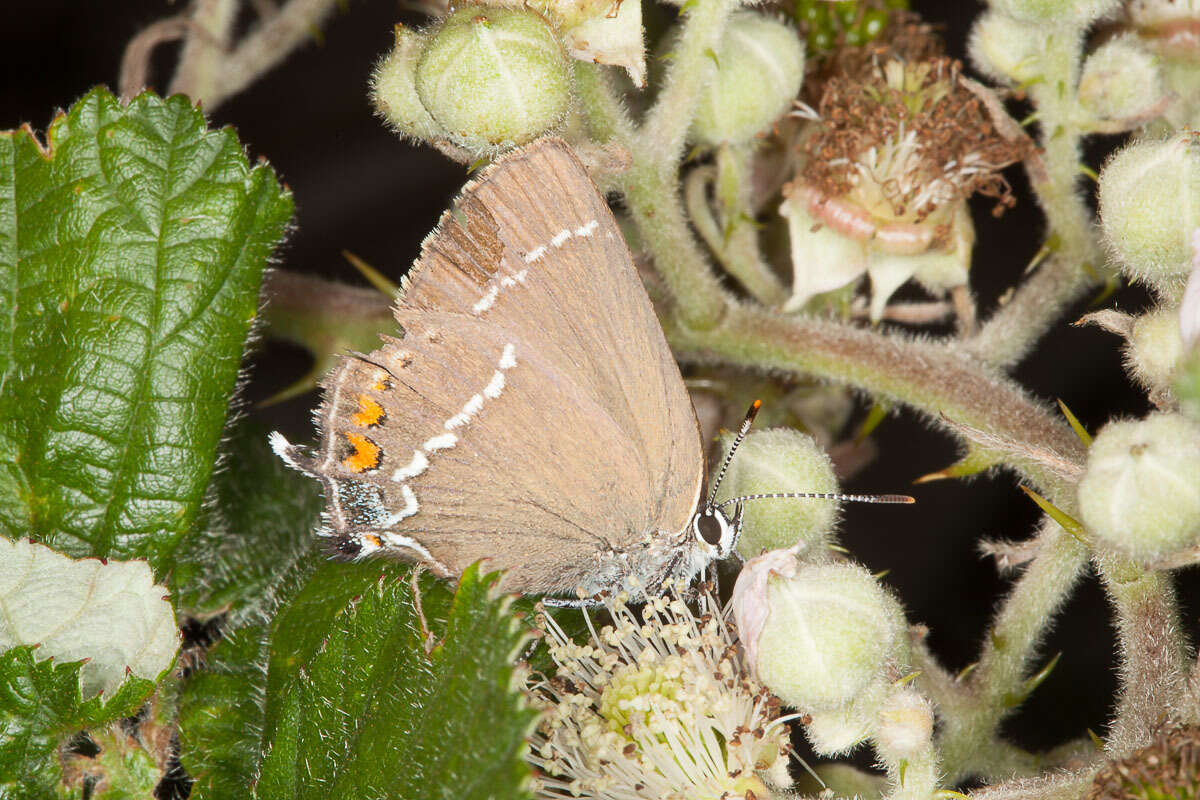 Satyrium spini (Denis & Schiffermüller 1775) resmi