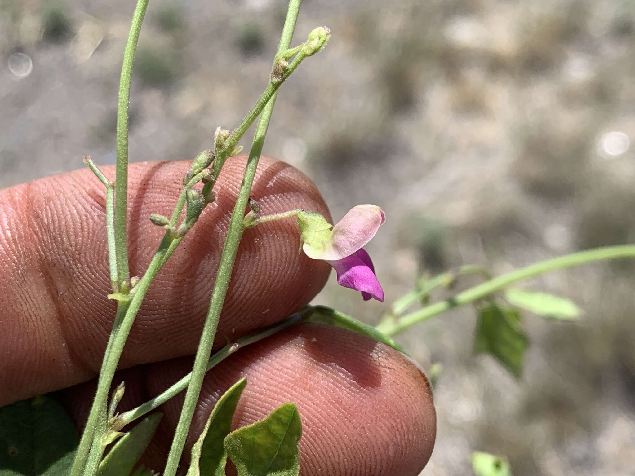 Image of slimleaf bean