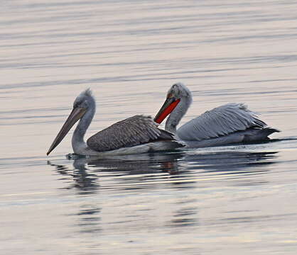 Image of Dalmatian Pelican