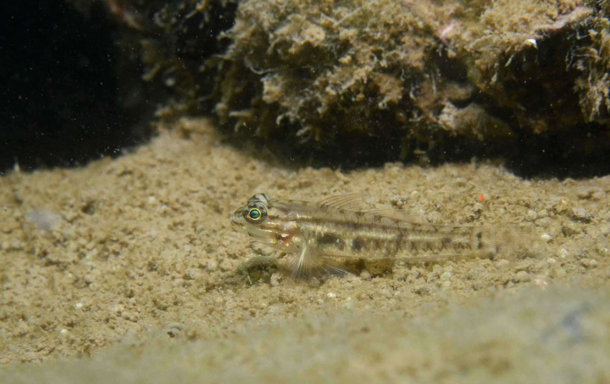 Image of Bridled Goby