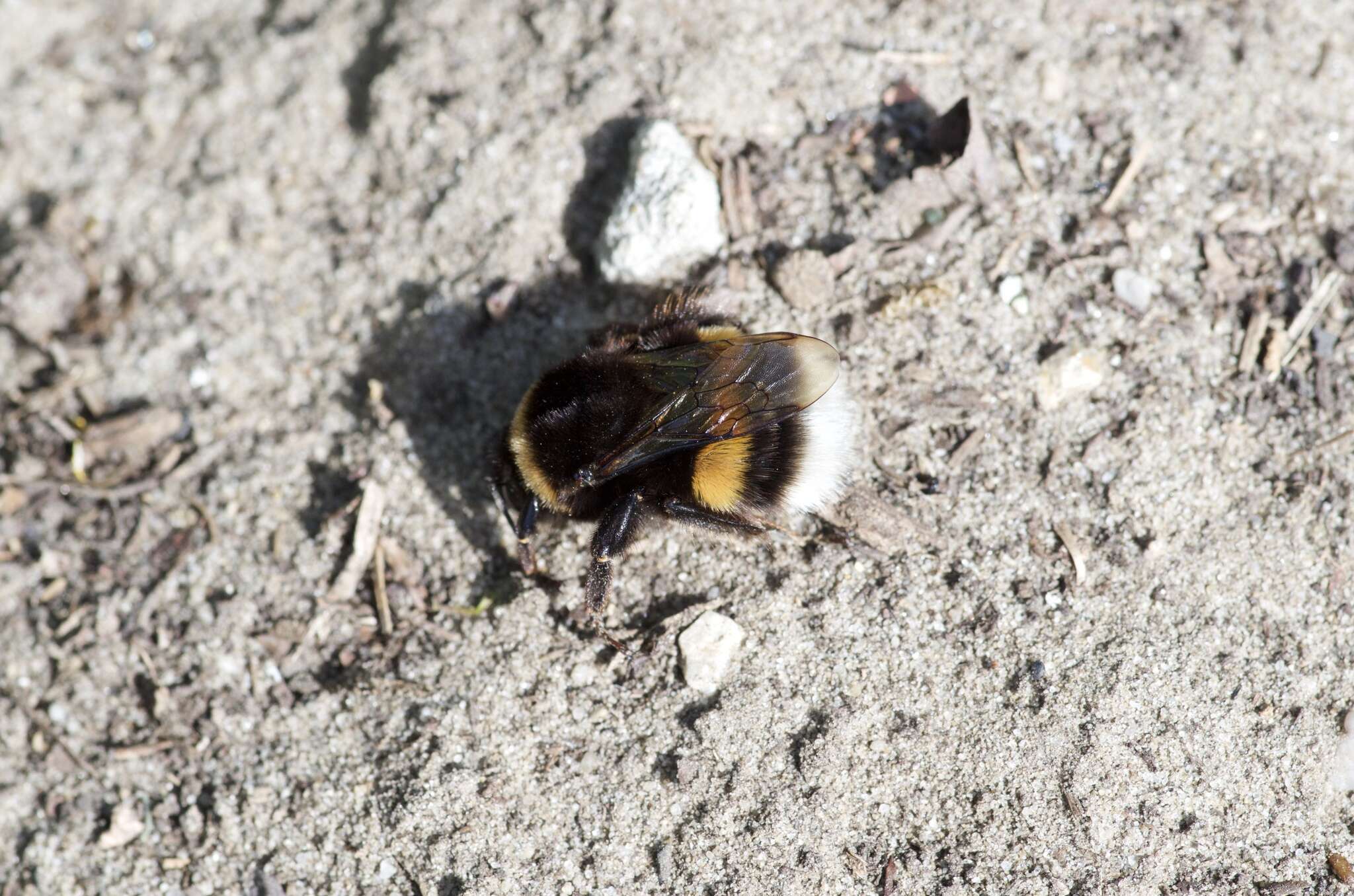 Image of White-tailed bumblebee