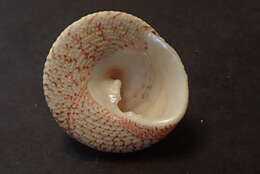 Image of maculated top shell