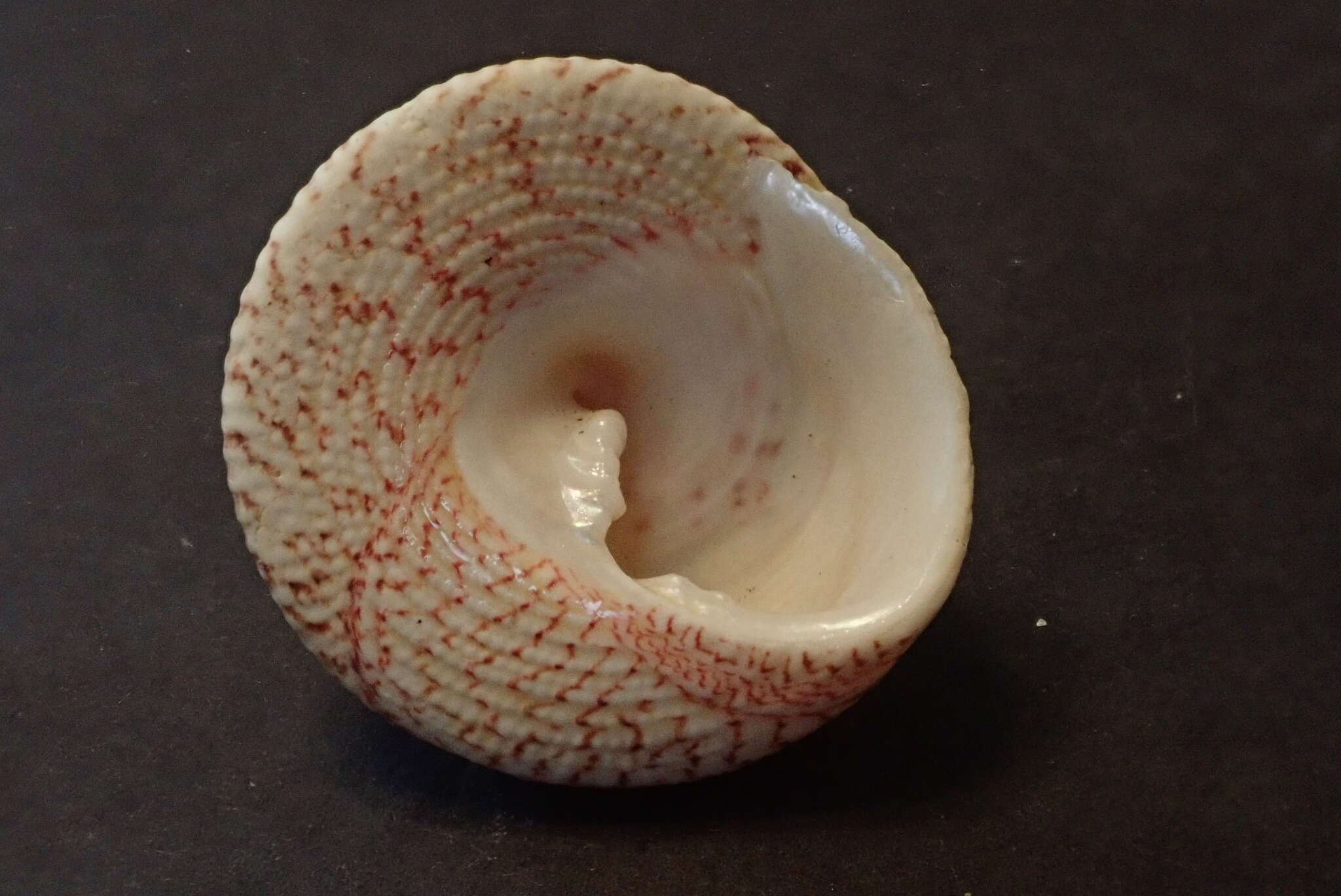 Image of maculated top shell