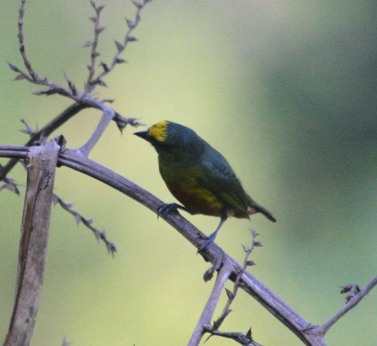 Image of Olive-backed Euphonia