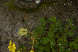 Image de Potentilla eriocarpa Wall.