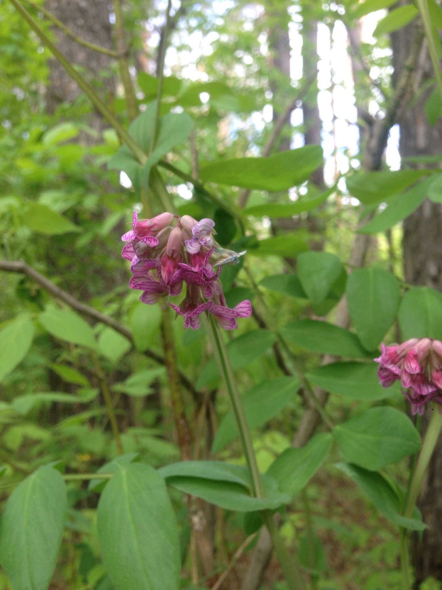 Image of Lathyrus pisiformis L.