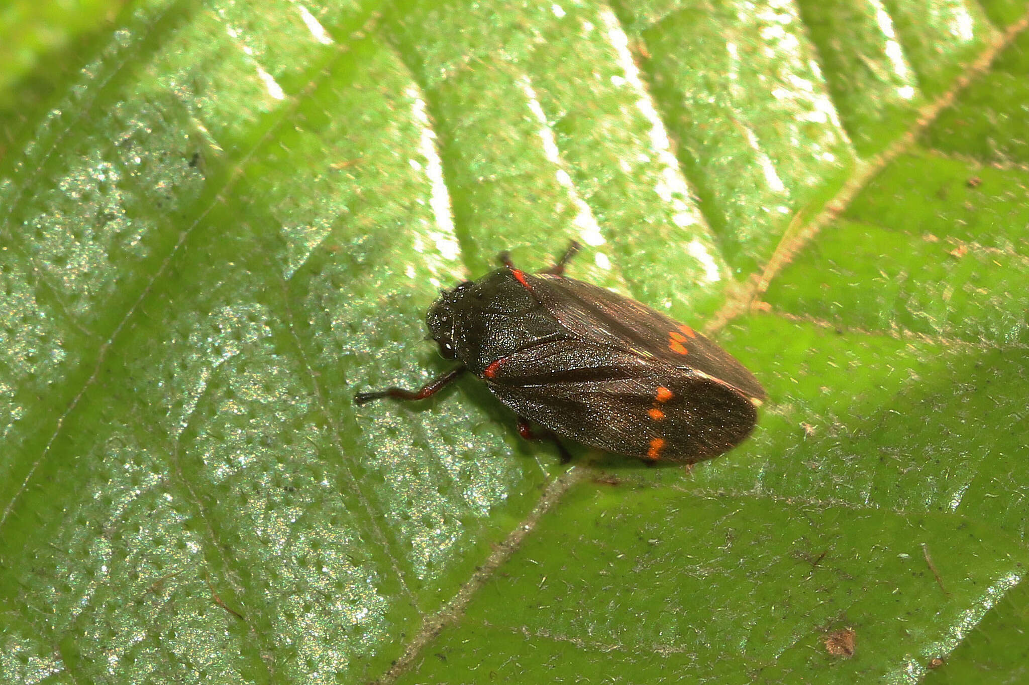 Image of Deois (Deois) spinulata Costa & Sakakibara 2002