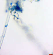 Image of Erysiphe extensa (Cooke & Peck) U. Braun & S. Takam. 2000