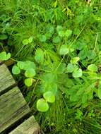 Image of Darlington's Glade Spurge