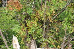 Image of American mountain ash