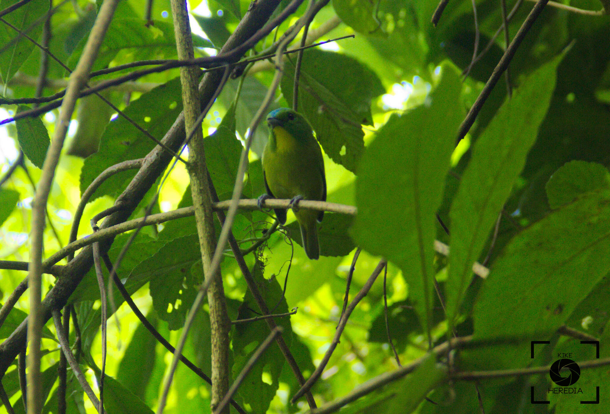 Image of Green Shrike-Vireo
