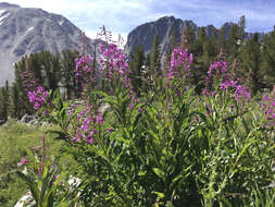 Image of fireweed