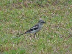 Image of White-shouldered Triller