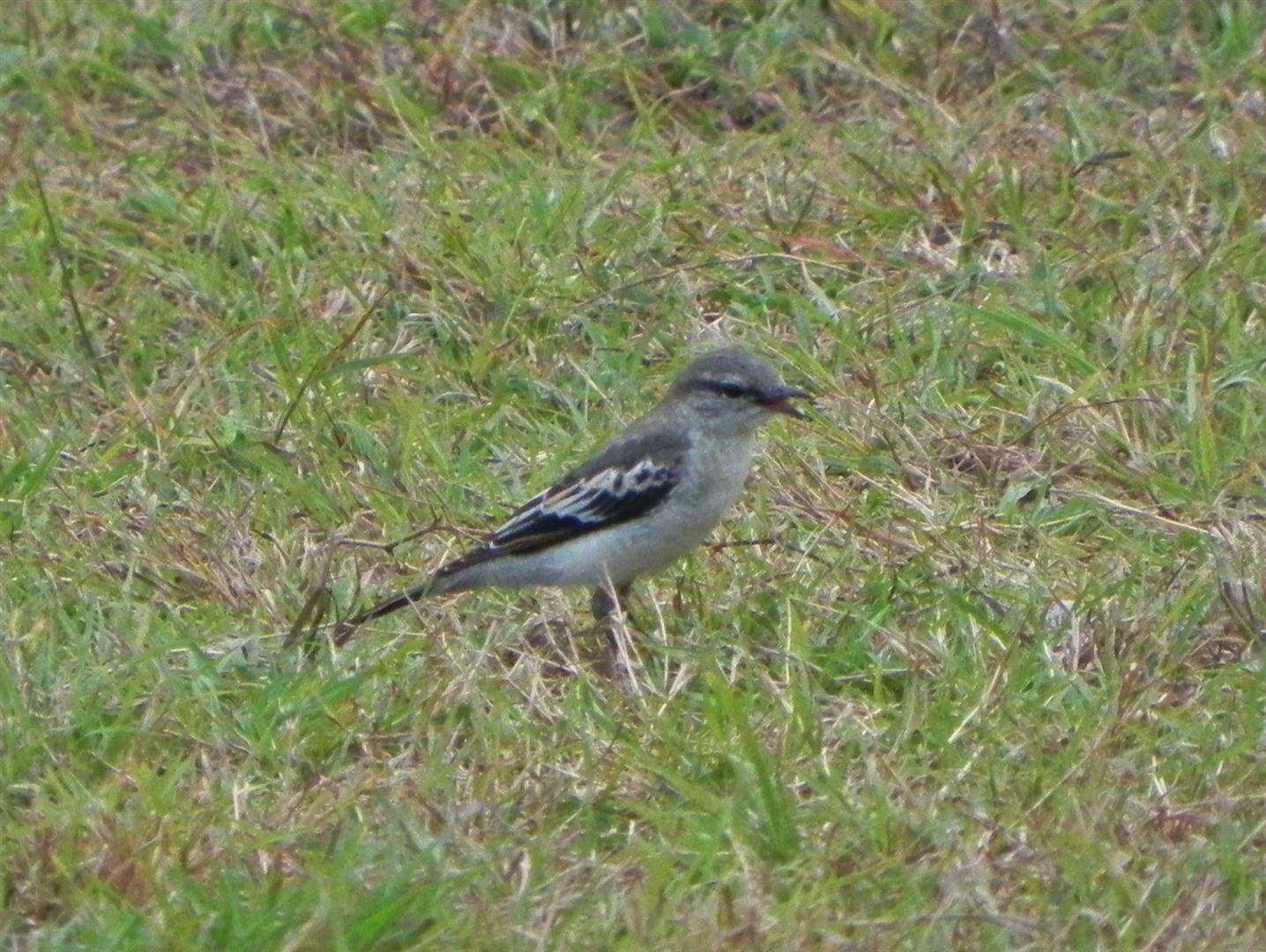 Image of White-shouldered Triller