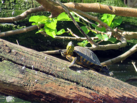 Image of Black-bellied Slider