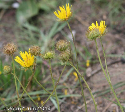 Image of Berkheya speciosa subsp. speciosa